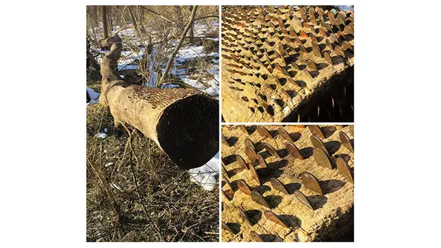 7 Foto Penemuan Benda Tak Masuk Akal di Hutan Ini Bikin Geleng Kepala