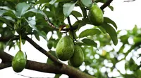 7 Penyebab Buah Alpukat Berukuran Kecil Meski Pohonnya Subur, Ternyata Bukan Kurang Pupuk
