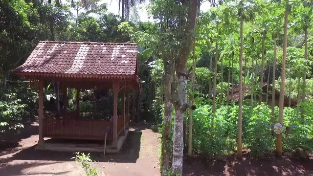Cerita di Balik Beringin Putih dan Gelar Baru Candi Borobudur