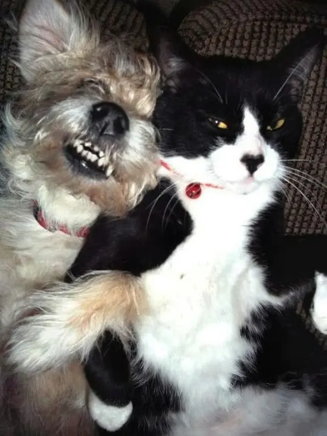 6 Potret Persahabatan Kucing dan Anjing, Ekspresinya Lucu