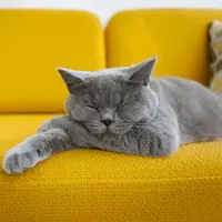 Yuk Ketahui suasana hat si kucing dari posisi tidurnya!