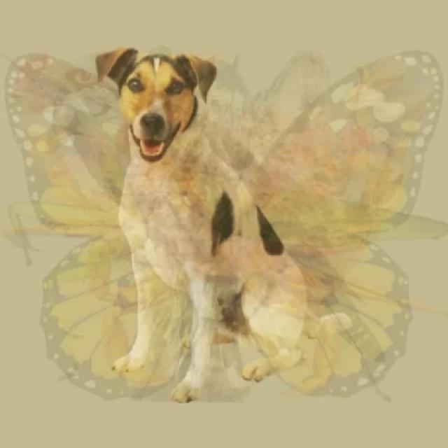 Hewan Pertama yang Dilihat Ungkap Sifat Dominan Kamu