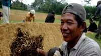 Risiko Kanker yang Mengintai Para Petani Tembakau