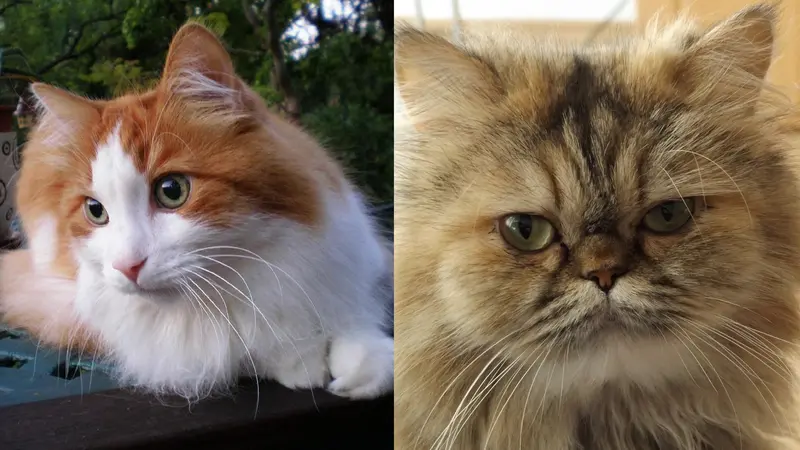 Kucing angora dan persia