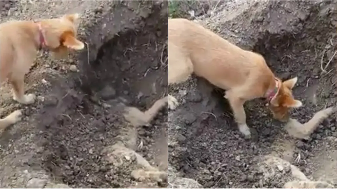 Anjing kubur anjing