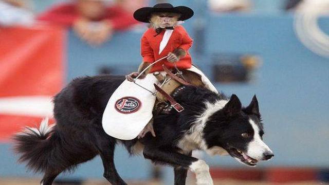 6 Potret Nyeleneh Monyet Naik Punggung Hewan Lain Bikin Geleng Kepala