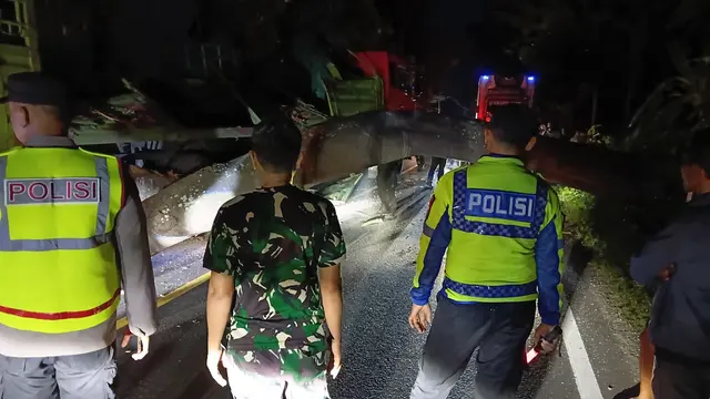 Jalur Pantura Pasir Putih Situbondo Sempat Lumpuh, Truk Fuso Ringsek Tertimpa Pohon Tumbang