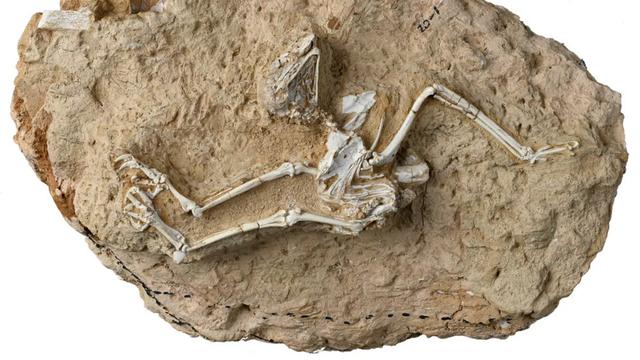 Kerangka fosil burung hantu yang telah punah di China.