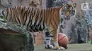 Salah satu Harimau Sumatera yang terpapar COVID-19 di Taman Margasatwa Ragunan (TMR), Jakarta, Minggu (1/8/2021). Kedua Harimau, Hari dan Tino akan memperoleh perawatan intensif hingga dinyatakan sehat secara medis. (merdeka.com/Herman Zakharia)