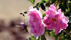 Lebih terlihat di dekat Damask atau Mawar Damask (Damascene Rose) yang populer saat musim panen di Kota al-Marah, sebelah utara ibu kota Damaskus, Suriah, (27/5/2020). (Xinhua/Ammar Safarjalani)