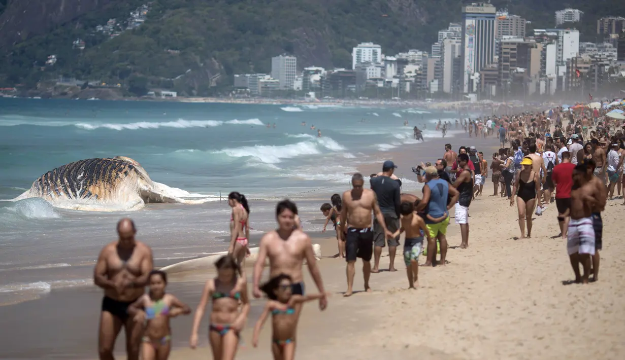 Pengunjung berjalan melewati bangkai paus bungkuk di tepi pantai Ipanema, Rio de Janeiro, Brasil, Rabu (15/11). Peneliti belum memastikan penyebab kematian paus sepanjang 12 meter tersebut. (AFP PHOTO / Leo Correa)