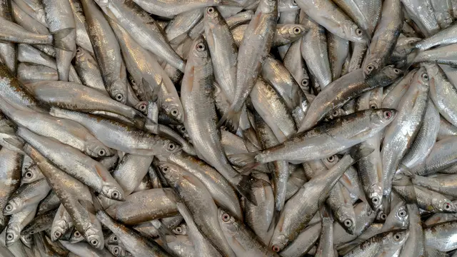 9 Arti Mimpi dapat Ikan Banyak, Benarkah Pertanda Kabar Baik?
