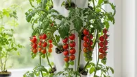 9 Ide Kebun Sayur Minimalis Tanpa Tanah Menggunakan Media Tanam Hidroton, Cocok untuk Lahan Sempit