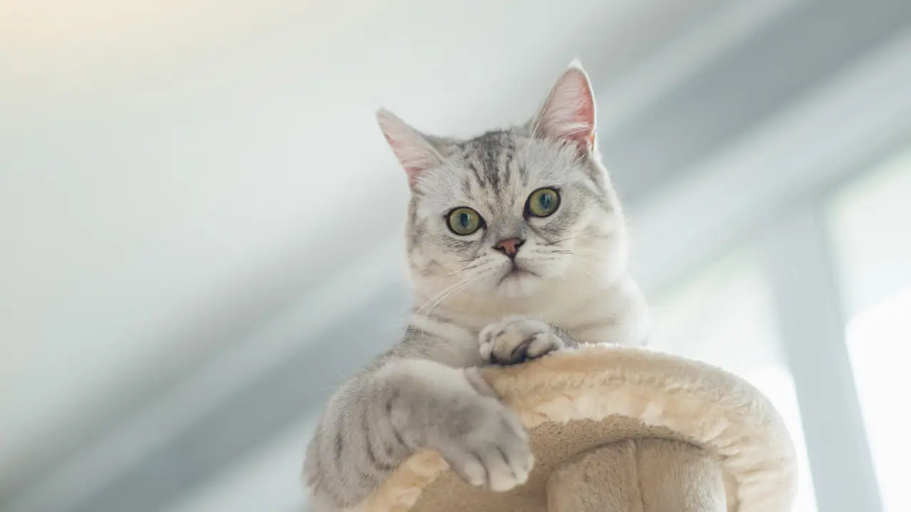 Rumah Ramah Kucing   