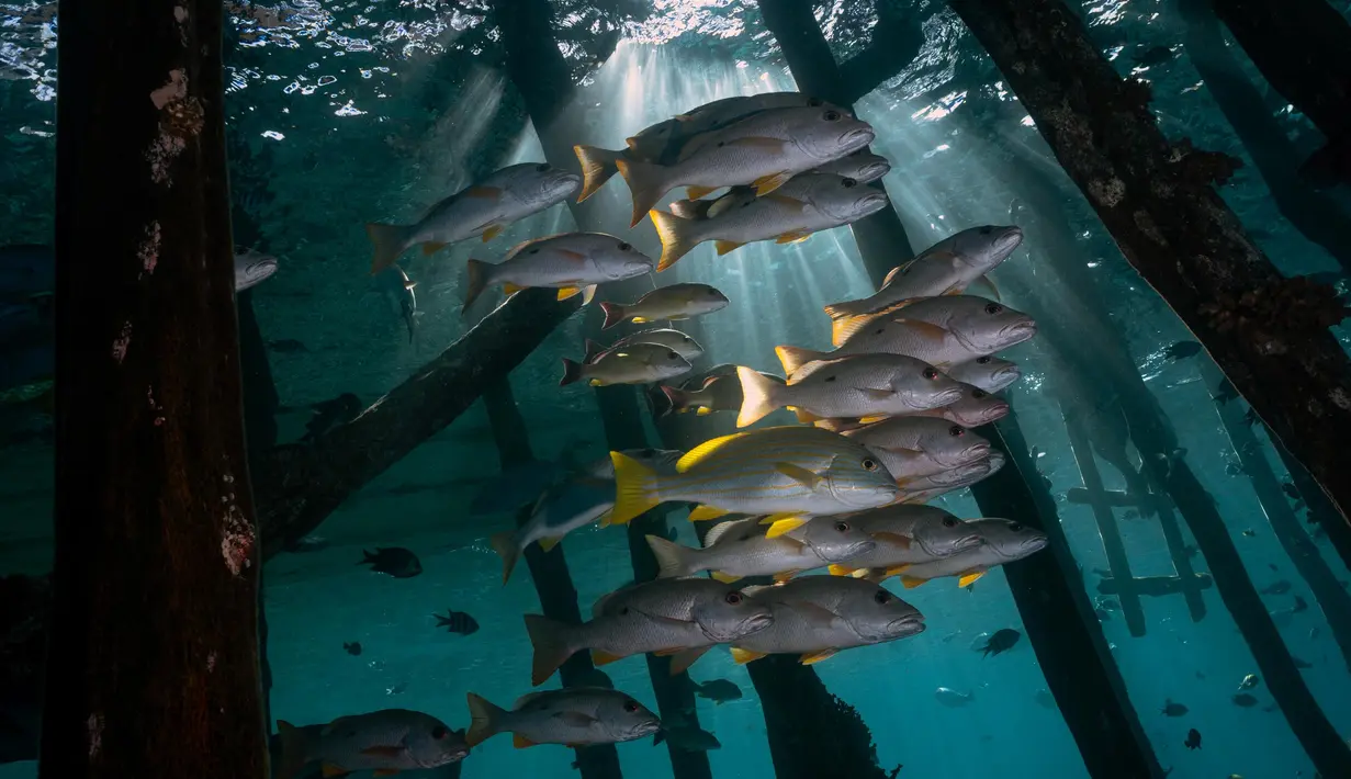 Gerombolan ikan sweetlips oriental di perairan Kabupaten Raja Ampat, Papua Barat, Indonesia bagian Timur, 5 November 2023. (Lillian SUWANRUMPHA/AFP)