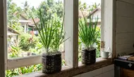 Top 3 Hot: Cara Menanam Daun Bawang di Rumah hingga Ide Desain Rumah Gen Z dan Milenial
