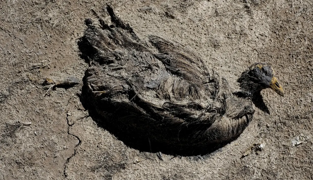 Bangkai burung yang mati akibat kekeringan di danau Poopo, La Paz, Bolivia, (17/12). Danau yang mengering ini tidak hanya mengakibatkan ribuan ikan dan hewan lain mati. (REUTERS/David Mercado)