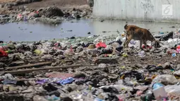 Kambing memakan sampah rumah tangga di permukiman kumuh Muara Baru, Penjaringan, Jakarta, Selasa (3/9/2019). Sulitnya mencari rumput di Ibu Kota menyebabkan peternak membiarkan kambing-kambing mereka memakan sampah rumah tangga. (Liputan6.com/Faizal Fanani)