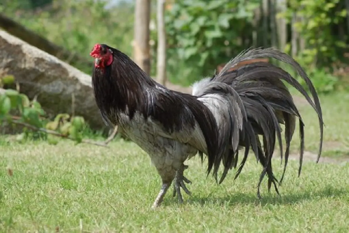 Ayam