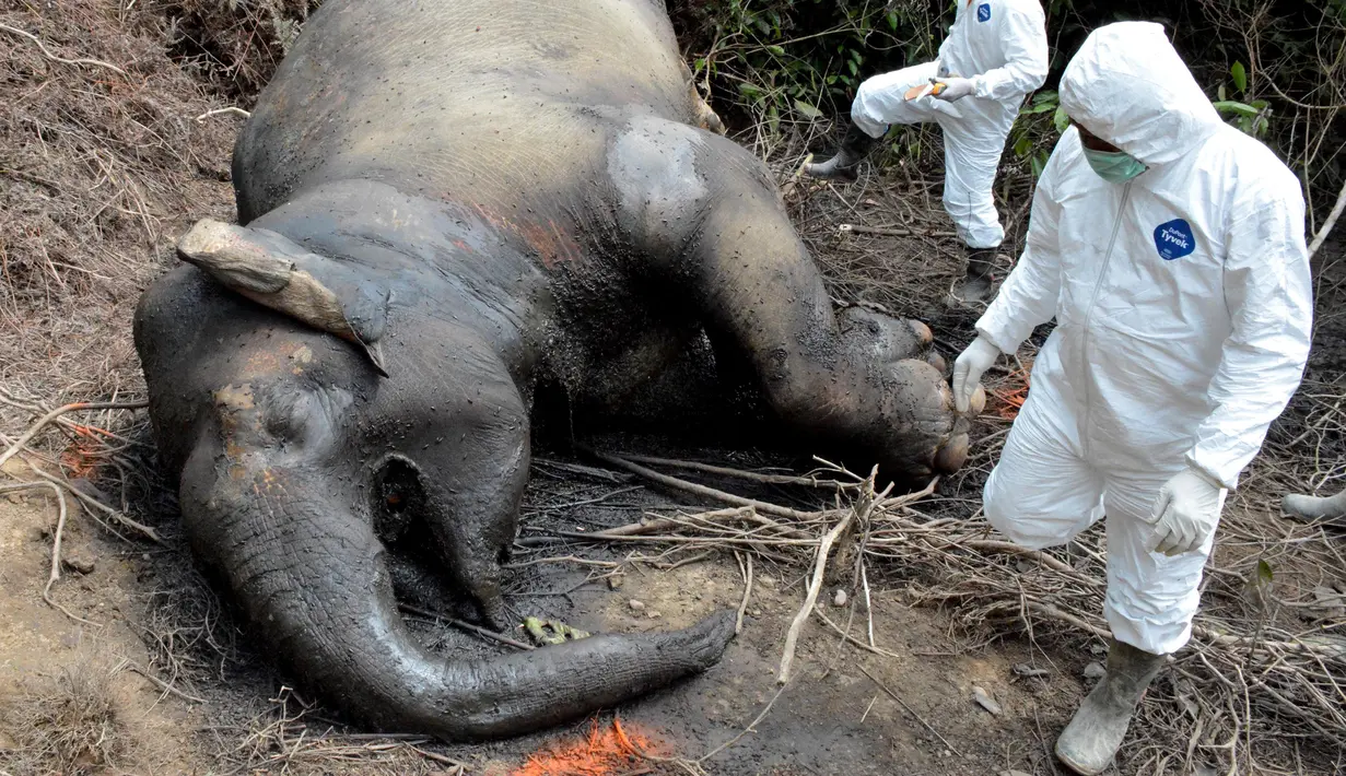 Petugas dan dokter hewan dari lembaga konservasi Aceh memeriksa gajah betina yang ditemukan mati karena keracunan di Desa Semanah Jaya, Aceh Timur, Kamis (21/11/2019). Bangkai gajah betina berusia 25 tahun itu ditemukan di sebuah perkebunan kelapa sawit pada hari ini. (CEK MAD/AFP)