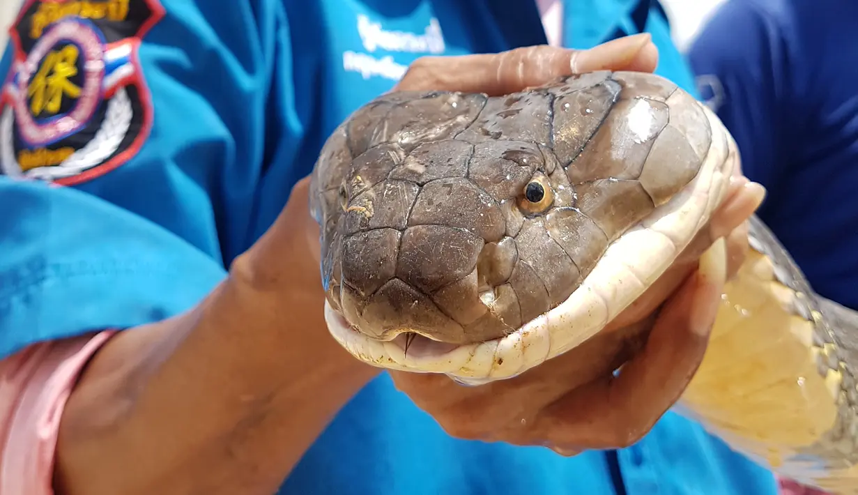 Gambar yang diambil pada 13 Oktober 2019 memperlihatkan ular king Cobra sepanjang empat meter yang ditemukan di selokan di Krabi, Thailand. Penemuan ular king Cobra itu disebut  sebagai salah satu yang terbesar yang pernah ditangkap di sana. (HO/KRABI PITAKPRACHA FOUNDATION/AFP)