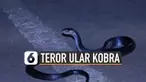 Kemunculan ular kobra membuat geger di beberapa daerah. Munculnya anak kobra di akhir tahun ternyata satu hal yang lumrah.