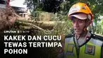 Pohon randu atau pohon kapas di Sleman, DIY, tiba-tiba tumbang saat diterjang angin kencang. Nahas, kakek dan cucunya yang sedang berboncengan melintasi lokasi, tertimpa pohon dan meninggal dunia, di lokasi kejadian.