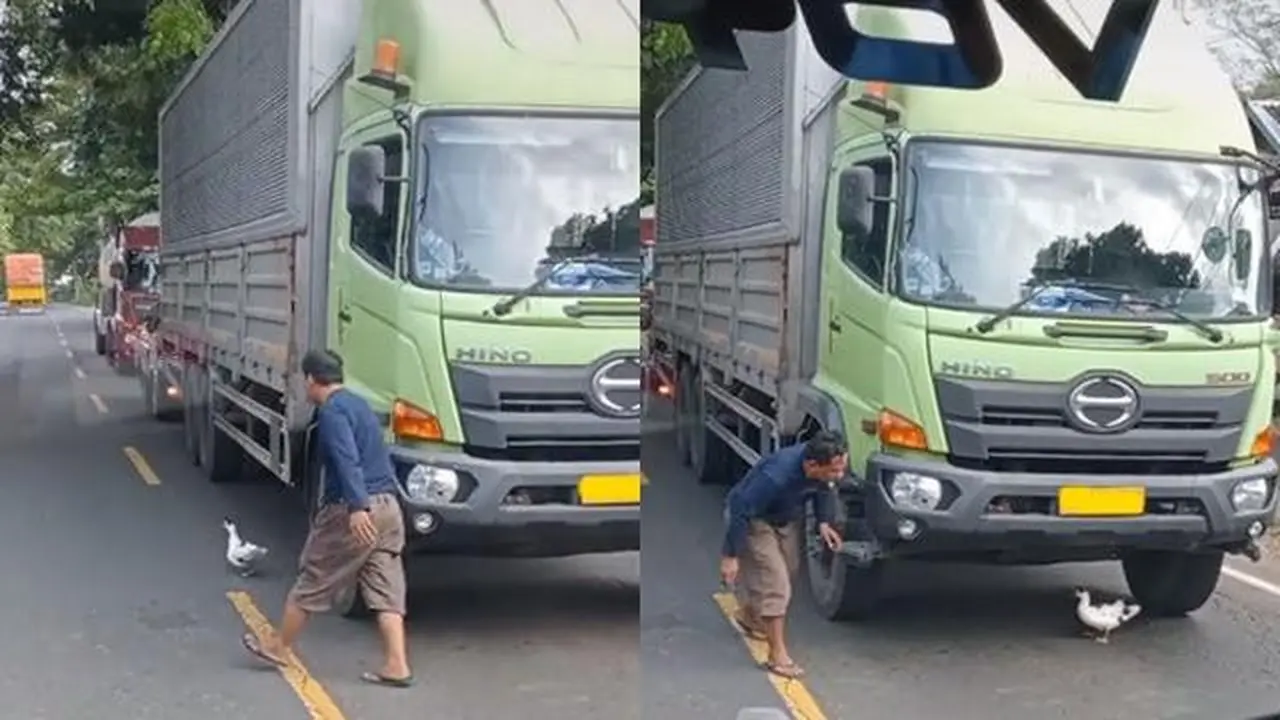 Sopir Truk Kejar-kejaran dengan Itik, Akhirnya Bikin Jalanan Macet