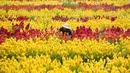 Seorang tukang kebun bekerja di obyek wisata Taman Bunga Celosia di Panga, provinsi Aceh, 27 Januari 2019. Taman seluas satu hektare ini ditumbuhi ribuan bunga celosia yang umumnya banyak dijumpai di negeri kincir angin, Belanda. (CHAIDEER MAHYUDDIN/AFP)