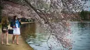 Wisatawan menggunakan kamera ponsel untuk mengambil gambar dari bunga sakura yang mulai mekar di Tidal Basin, Washington DC, Selasa (22/3). (Jim Watson/AFP)