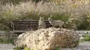 Serigala bermain di Yarkon Park di kota pesisir Israel, Tel Aviv pada 13 April 2020. Lusinan serigala mengambil alih sebuah taman yang sepi karena penerapan lockdown akibat virus Corona untuk mencari makanan di tempat yang biasanya digunakan olahraga, piknik dan berjemur. (JACK GUEZ/AFP)