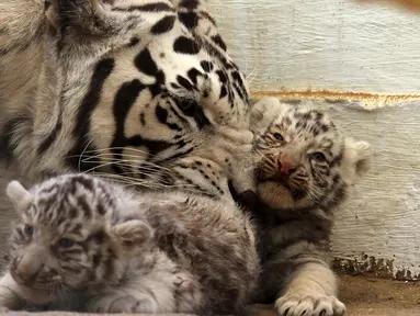 Harimau putih bernama Sascha bersama dua anaknya yang baru berumur satu bulan di San Jorge Zoo di Ciudad Juarez, Chihuahua, Meksiko, Kamis (18/5). Sascha  dan pasangannya adalah harimau putih yang disumbangkan dari sebuah sirkus. (AFP/HERIKA MARTINEZ)