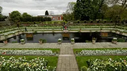 The White Garden terletak di dekat pondok tempat tinggal putra bungsu Diana, Pangeran Harry, London, Kamis (13/4). Kensington Palace sebelumnya merupakan tempat tinggal Putri Diana, yang mendapat gelar Princess of Wales. (AP Photo / Matt Dunham)