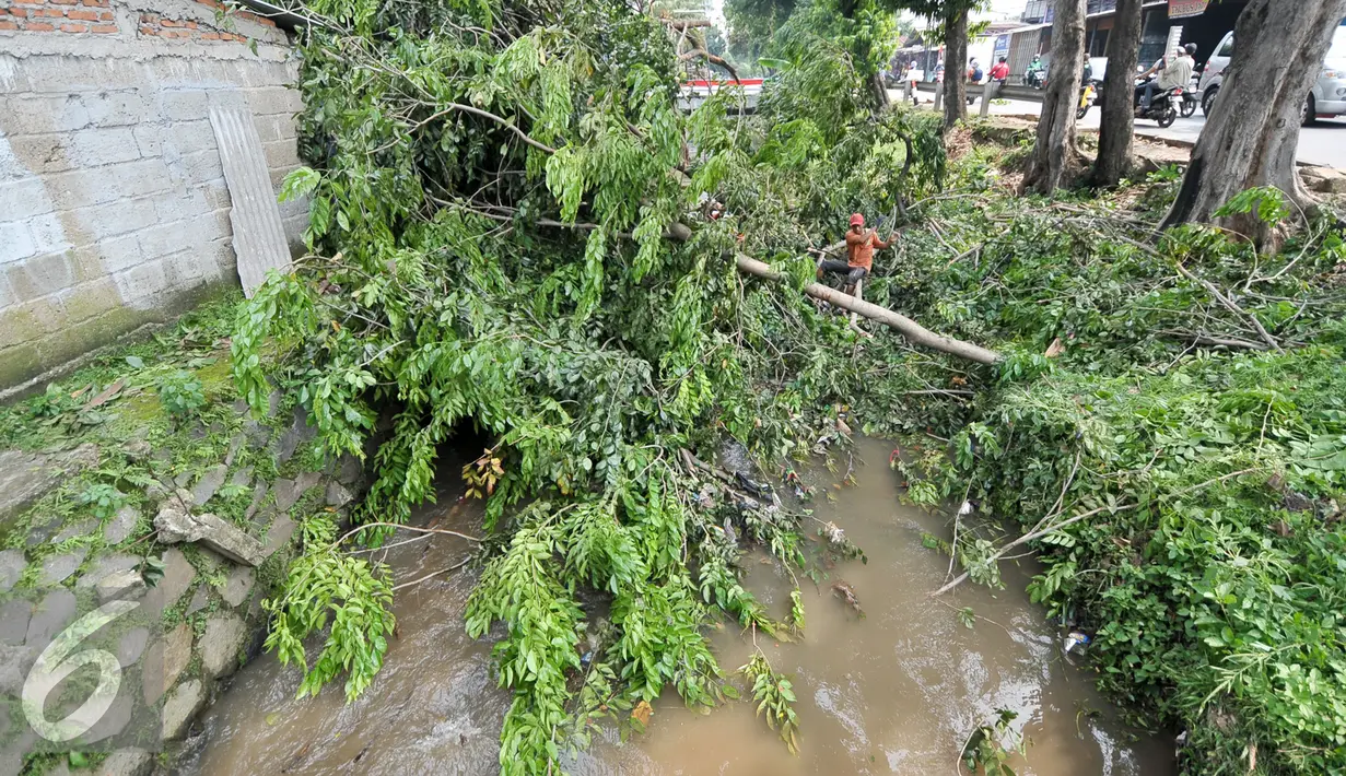 Pohon roboh menutup saluran Air di Tanah Baru, Srengseng Sawah, Jakarta, Jumat (2/9). Tumbangnya sejumlah pohon dikarenakan hujan yang disertai angin kemarin malam. (Liputan6.com/Yoppy Renato)