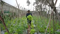 Dari Kebun ke Dapur, Petani Sayur Boyolali Temukan Harapan Baru Lewat MBG