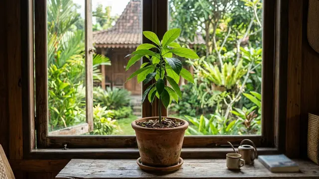 Cara Menanam Alpukat dari Biji hingga Berbuah