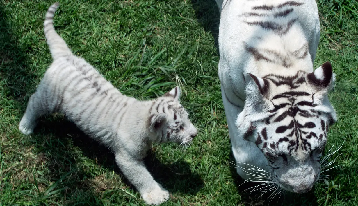 Induk harimau bengal, Clarita bermain dengan tiga anaknya di Kebun Binatang Huachipa, Lima, Peru, Selasa (30/10). Tiga bayi harimau bengal itu merupakan anak Clarita dan pasangannya asal Argentina, Yunga yang juga penghuni bonbin. (Cris BOURONCLE/AFP)
