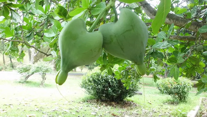 Rabon Pi, Buah Ajaib dari Papua Penyembuh Sakit Mata