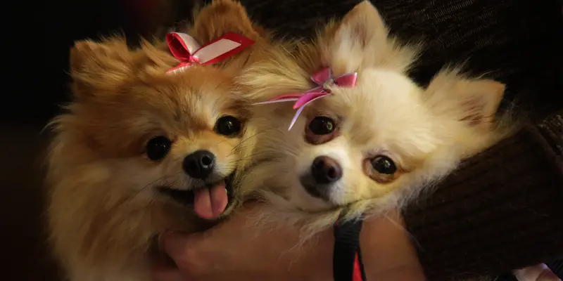 Anjing-Anjing Lucu Ini Hadiri Misa di Brasil