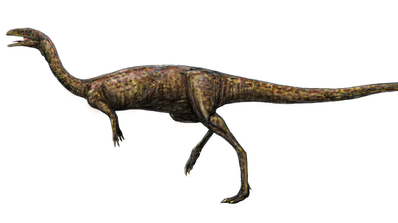 Elaphrosaur, dinonsaurus ompong yang langka. (Wikimedia)