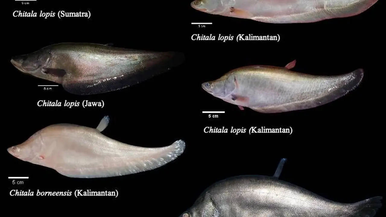 Ikan Belida Jawa Kembali Ditemukan Setelah Dinyatakan Punah pada 2020
