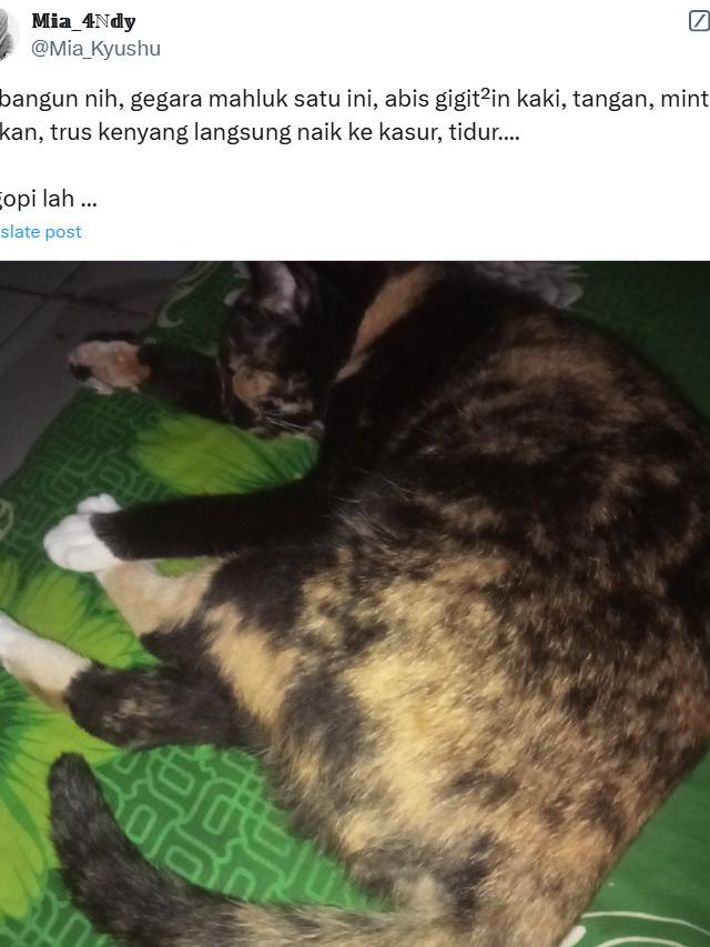 6 Momen Apes Tidur Diganggu Hewan Bikin Elus Dada