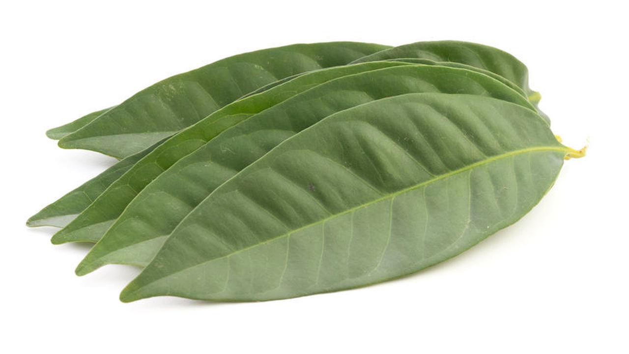 Rebusan Daun Salam bisa Turunkan Kolesterol?