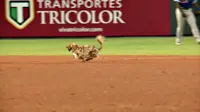Sebuah pertandingan baseball terpaksa ditunda karena seekor anjing masuk ke lapangan dan bermain-main di sana.