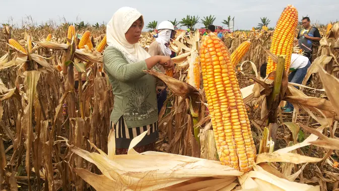 Para petani jagung, saat memanen jagungnya (Liputan6.com / Nefri Inge)