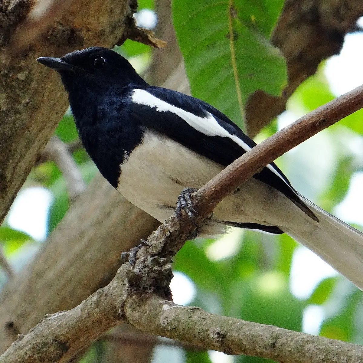 Burung Kacer Agar Rajin Bunyi