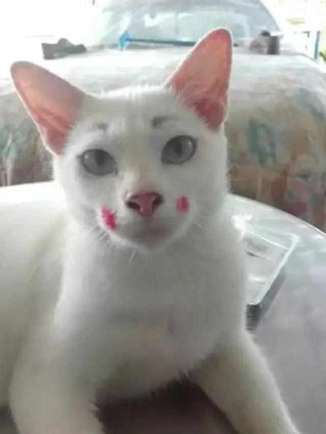 6 Potret Lucu Kucing Pakai Makeup, Wajahnya Pasrah dan Bikin Gemas (Sumber: Twitter/@tanyarlfes)