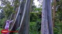 Pohon pelangi atau Rainbow eucalyptus, yang terdapat di Dusun Darungan, Desa Sumberwringin Kecamatan Sumberwringin, Kabupaten Bondowoso Jawa Timur (TIMES Indonesia/Moh Bahri)