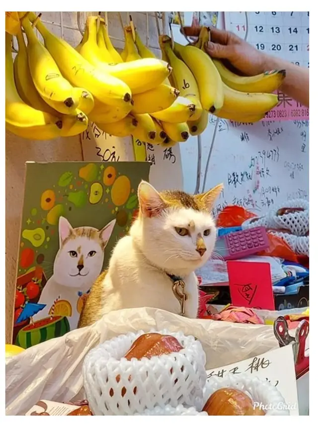 8 Potret Kucing saat Jaga Warung Ini Bikin Gemas, Dagangan Langsung Laris