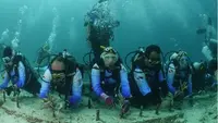 Pulihkan Ekosistem Wisata Laut, Pekerja BRI Lakukan Transplantasi Terumbu Karang di Perairan Kepulauan Sabang